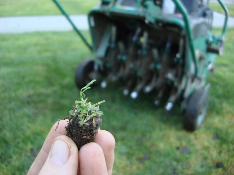 Man's fingers holding aerated soil from lawn with aerator in the background