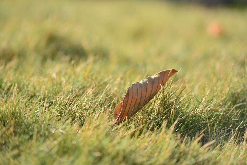 A brown leaf on a green and yellow lawn