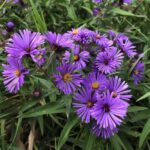 Best Native Plants for West Virginia 