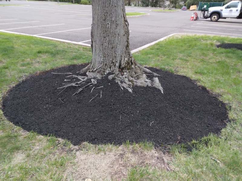 Tree base heavily covered with thick dark mulch layer in a circular bed, showing improper over-mulching around exposed surface roots.