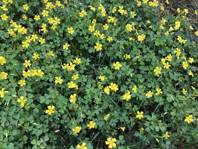 Oxalis stricta or common yellow woodsorrel
