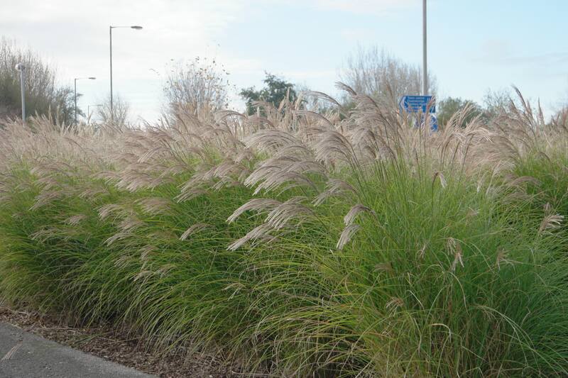 closeup of pampas grass
