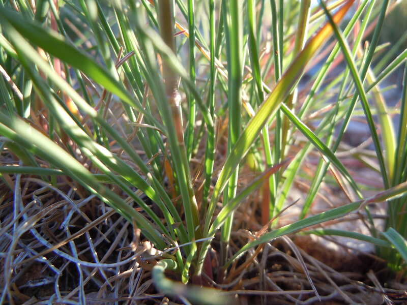 close up image of Prairie Junegrass