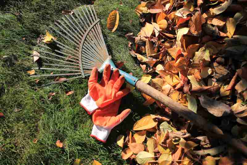 Rake and gloves on the ground next to autumn leaves
