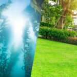 How Sea Kelp Fertilizer Helps Your Lawn