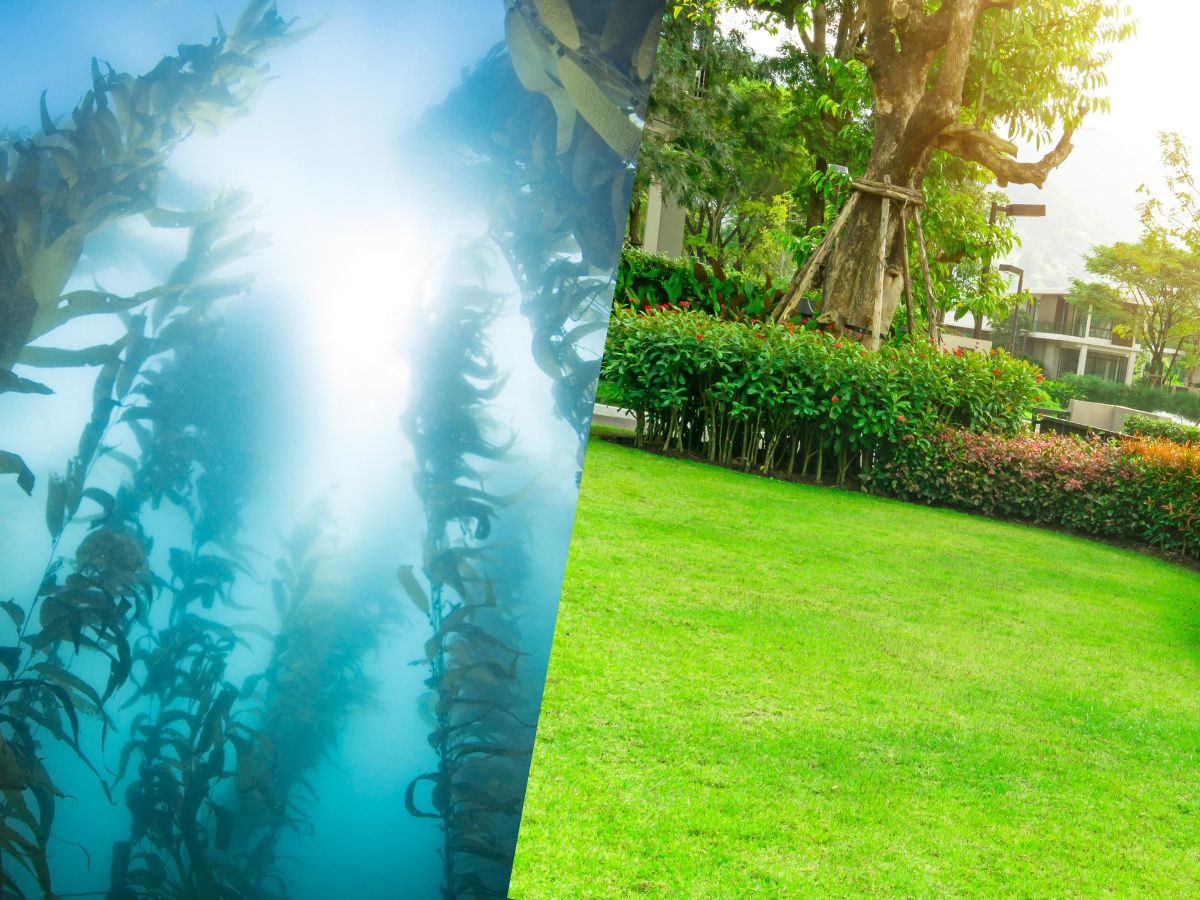 An image showing sea kelp on the left and a lawn on the right