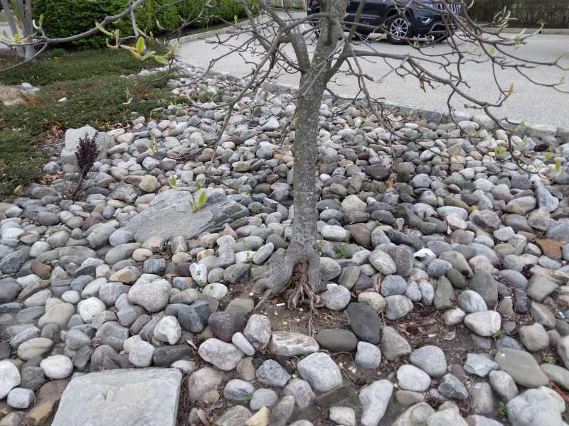 Small tree planted in decorative stone mulch bed, roots exposed between rocks, demonstrating poor mulching choice stressing tree health.