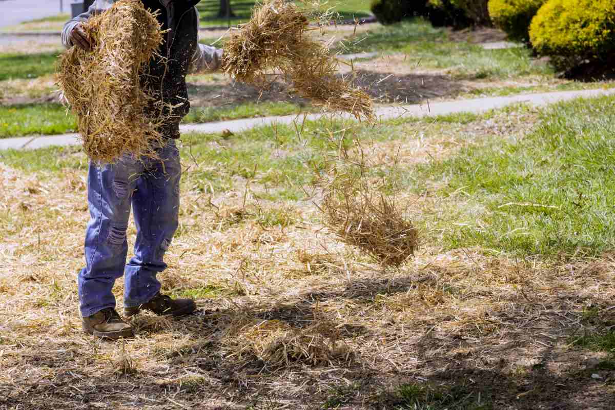 Gardener covering lawn with straw mulch