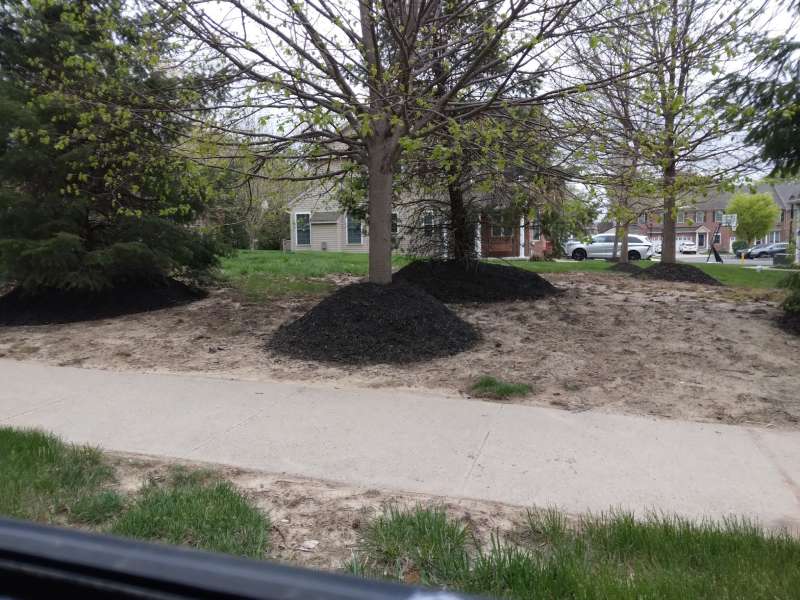Trees surrounded by tall mulch mounds piled against trunks, illustrating volcano mulching practice that can harm tree bark and roots.
