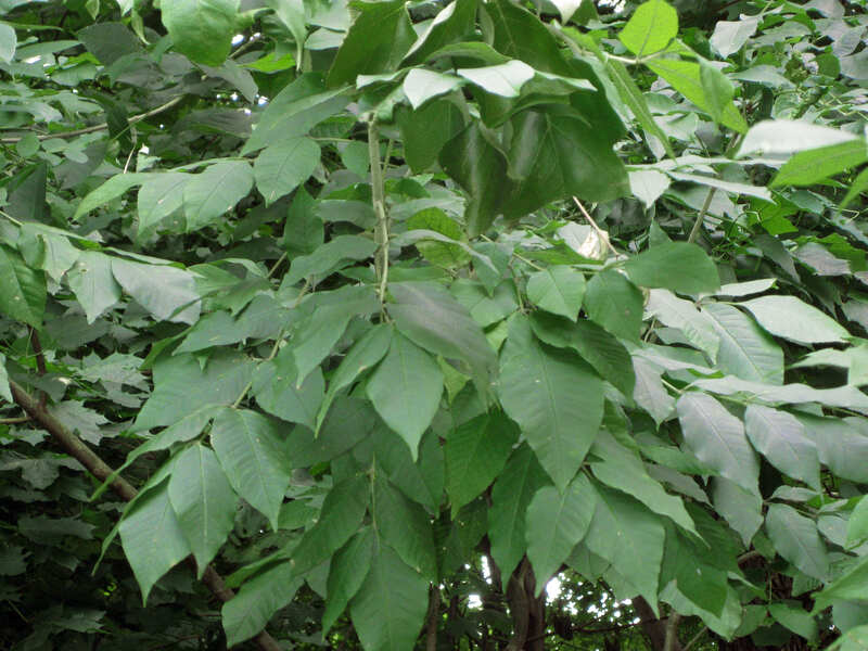 White ash tree leaves