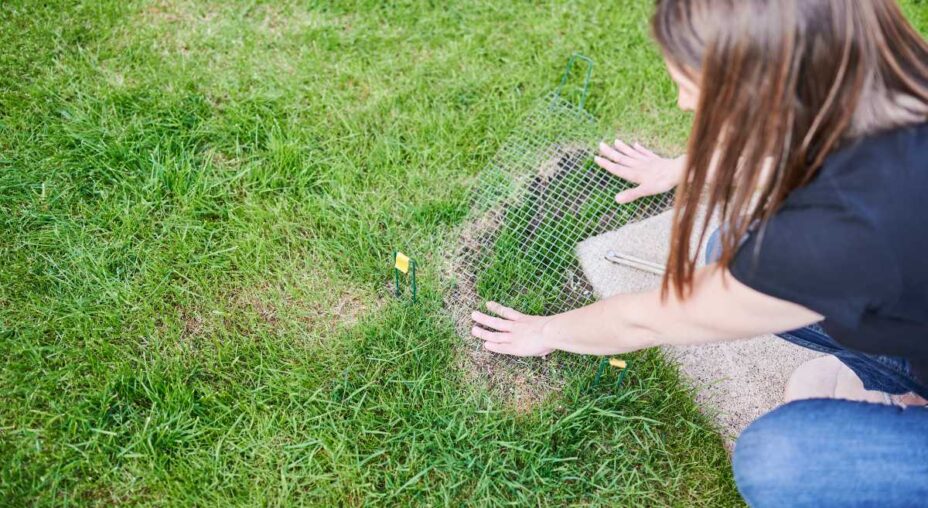 How to Keep Birds From Eating Grass Seed