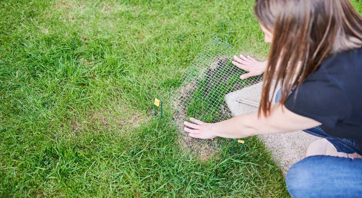 Woman protects newly planted grass with wire mesh and staples to prevent birds from eating the seeds