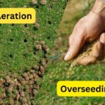 When Is It Too Late to Aerate and Overseed Your Lawn?