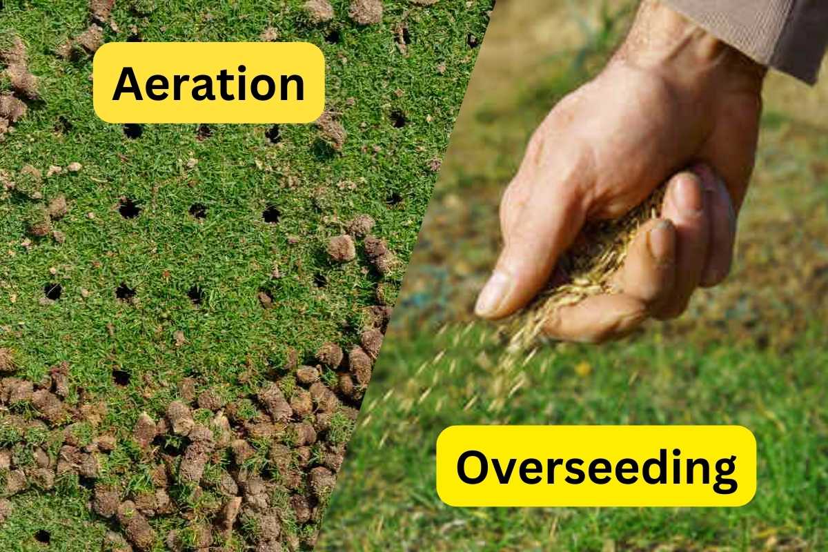 Aerating and seeding lawn discount