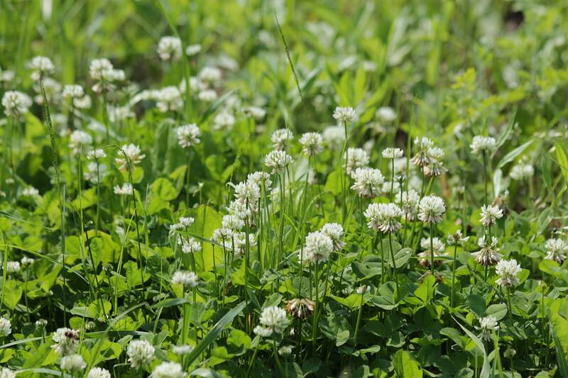 white clover in a lawn