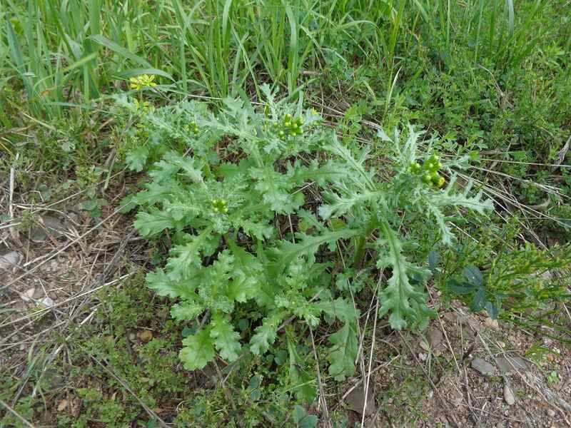 closeup of common groundsel