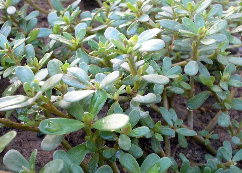 closeup of common purslane
