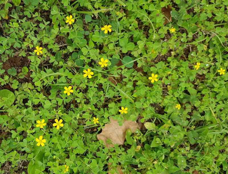 closeup of common woodsorrel