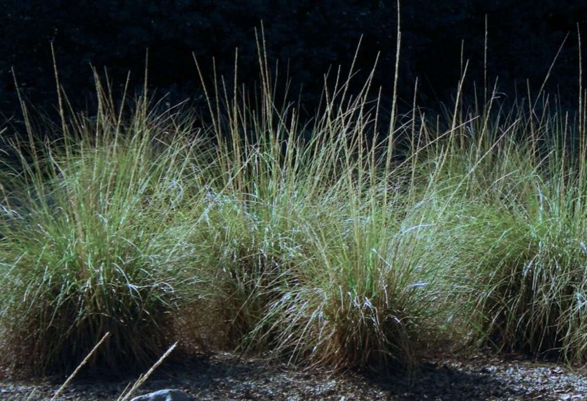 closeup of deer grass with black background