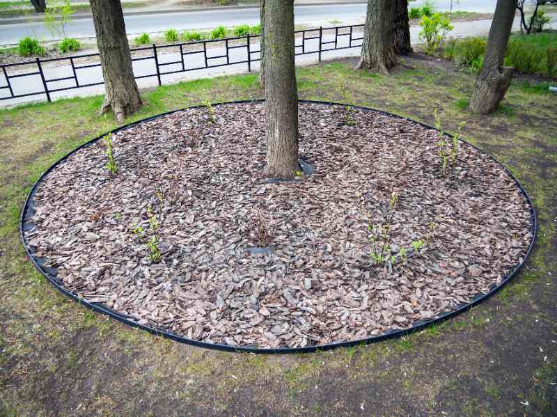 A circular mulch barrier surrounds several tree trunks, bordered neatly with edging, featuring fresh bark chips and small green sprouts.