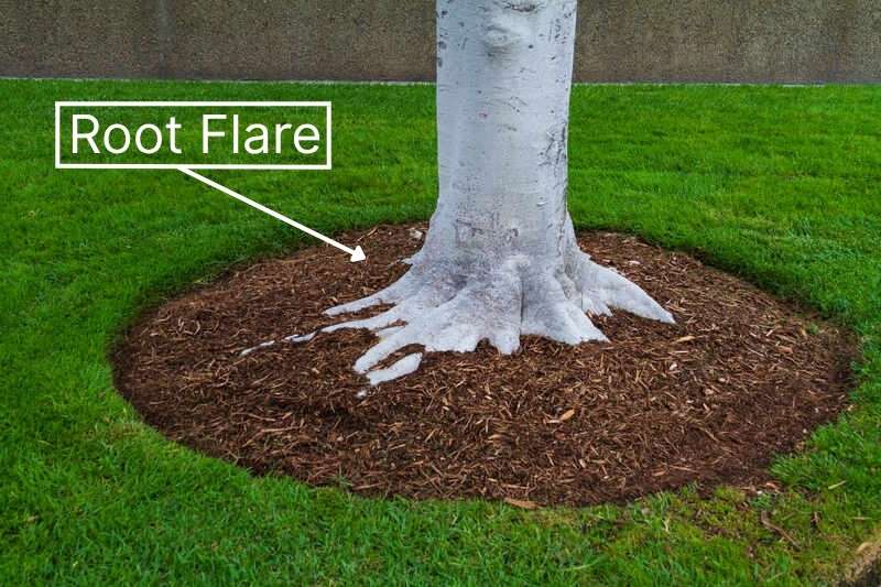 Tree base with visible root flare, properly mulched in a wide ring, keeping mulch away from trunk to ensure healthy growth.