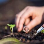 How to Prepare a Soil Sample (4 Easy Steps)