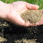 5 Clear Signs You Need to Overseed Your Lawn 
