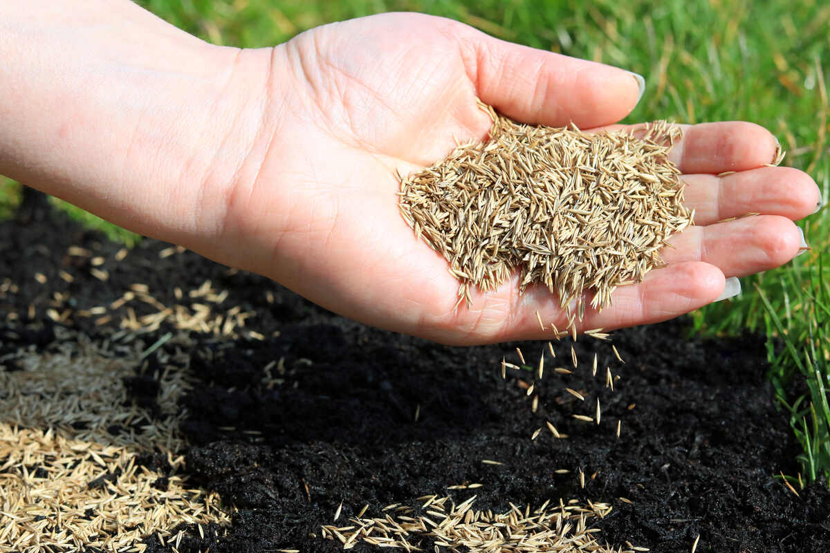 spreading grass seeds with a hand