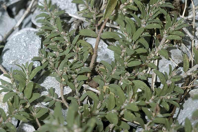 Prostrate spurge (Euphorbia humistrata)