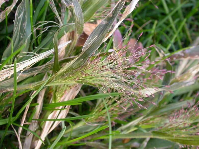 closeup of witchgrass plant