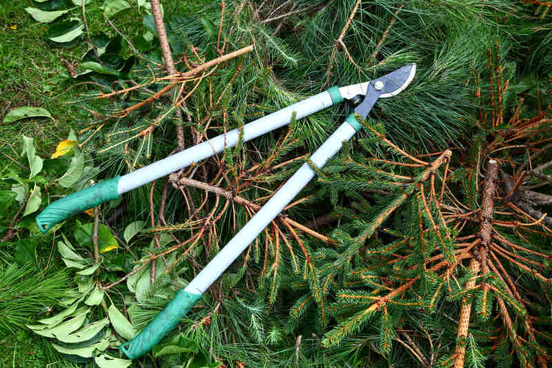 Garden loppers on a heap of fir tree branches