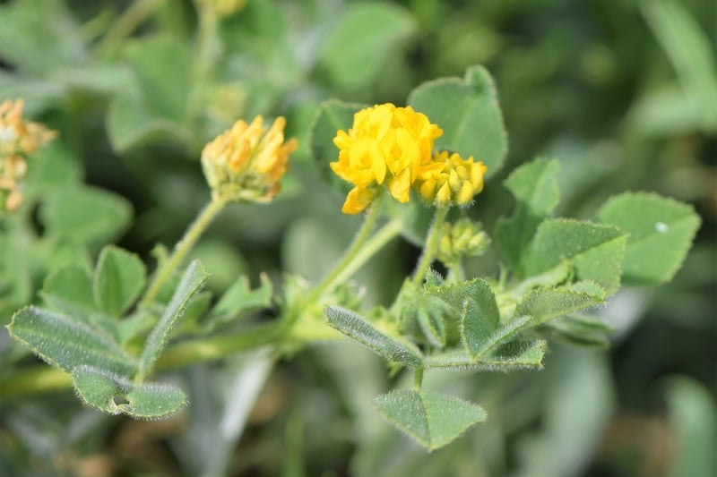 closeup of Black Medic plant
