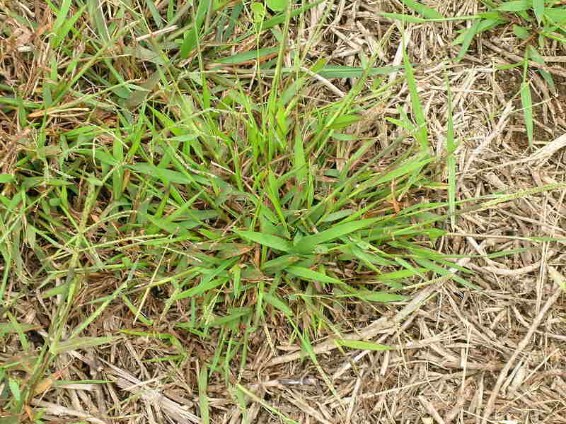 close-up of crabgrass (Digitaria violascens)