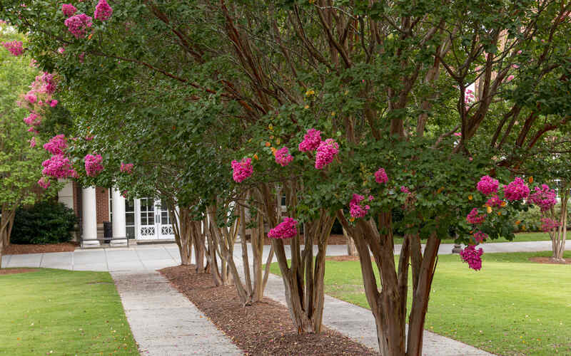 A row of crape myrtles with pink flowers