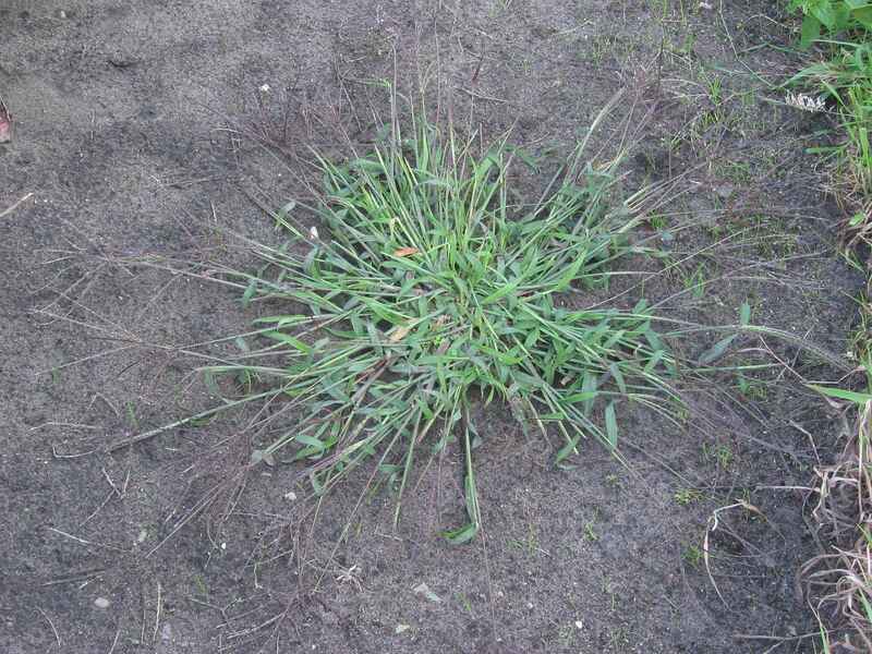 Closeup of crabgrass growing in dirt