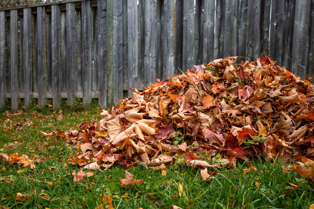 fallen leaves raked up in a backyard pile