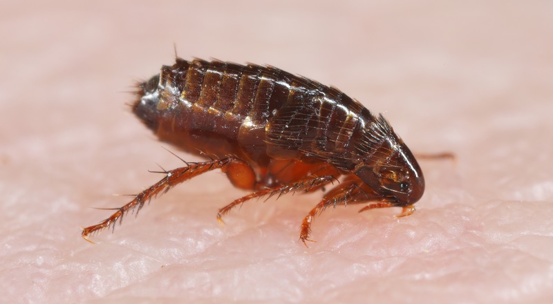 Closeup of flea on skin