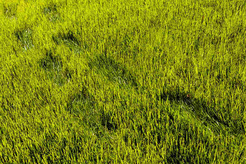 Footprints in grass