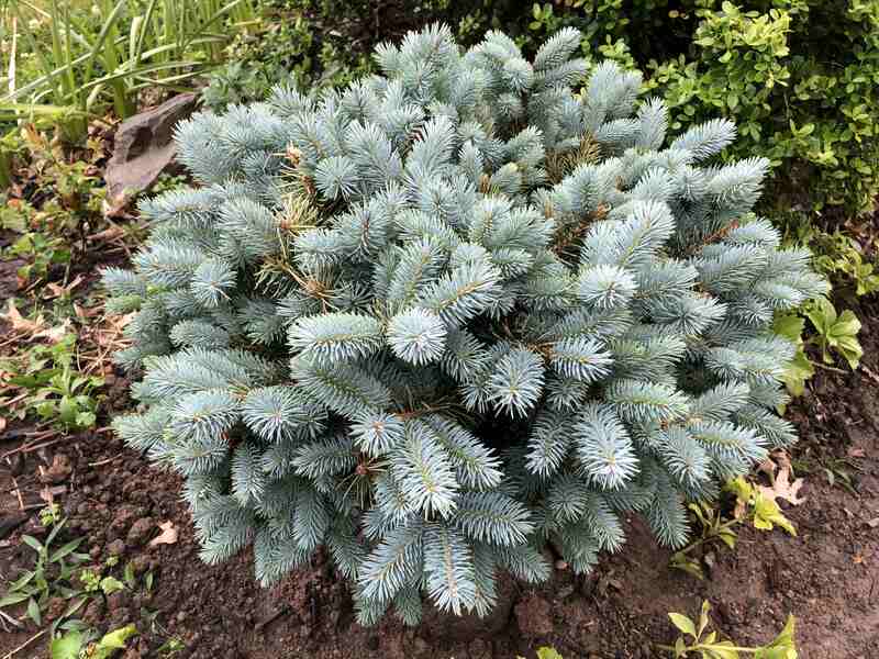 Globe blue spruce