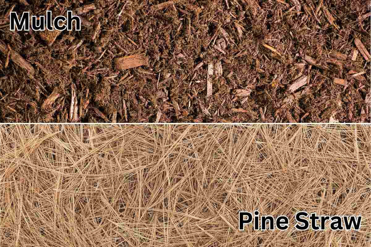 A split image with wood chip mulch on the top and pine straw on the bottom
