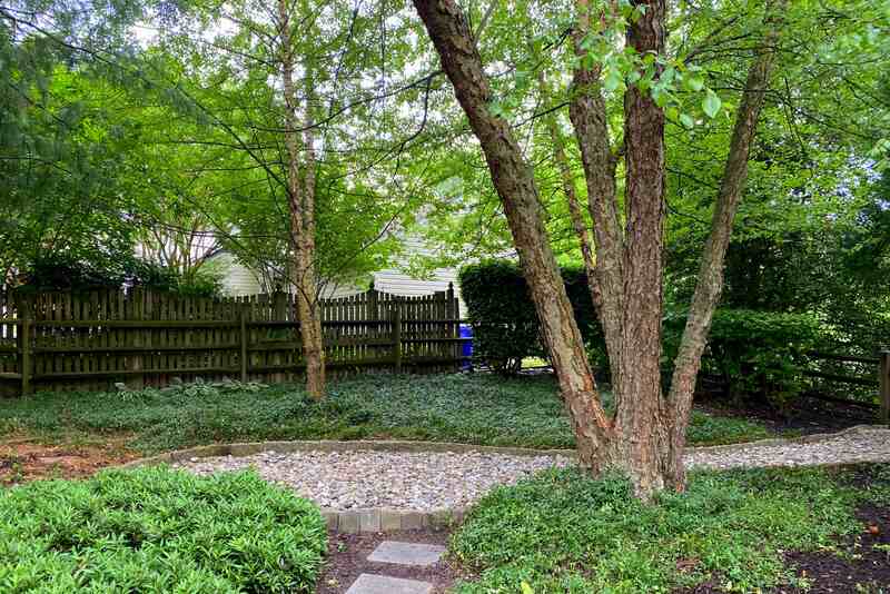 A river birch with multiple trunks in a backyard