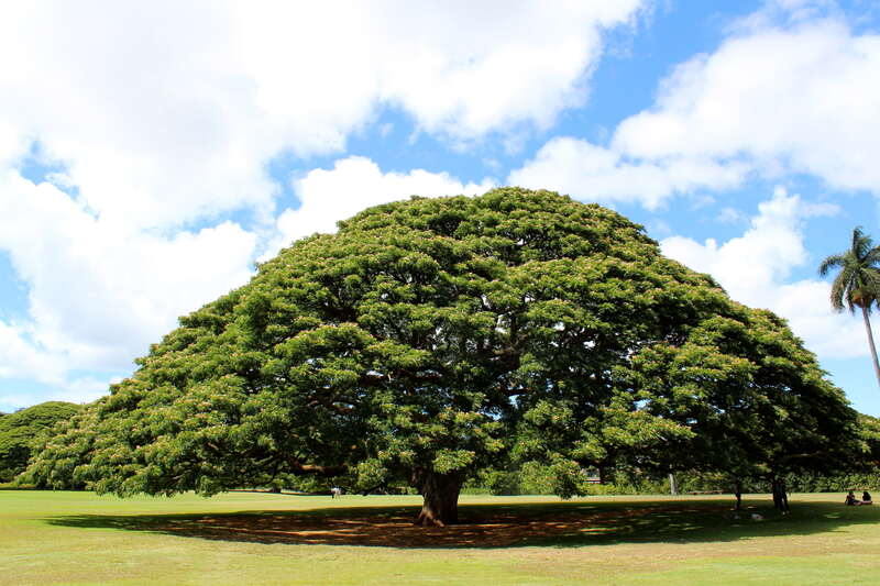 A samanea saman tree