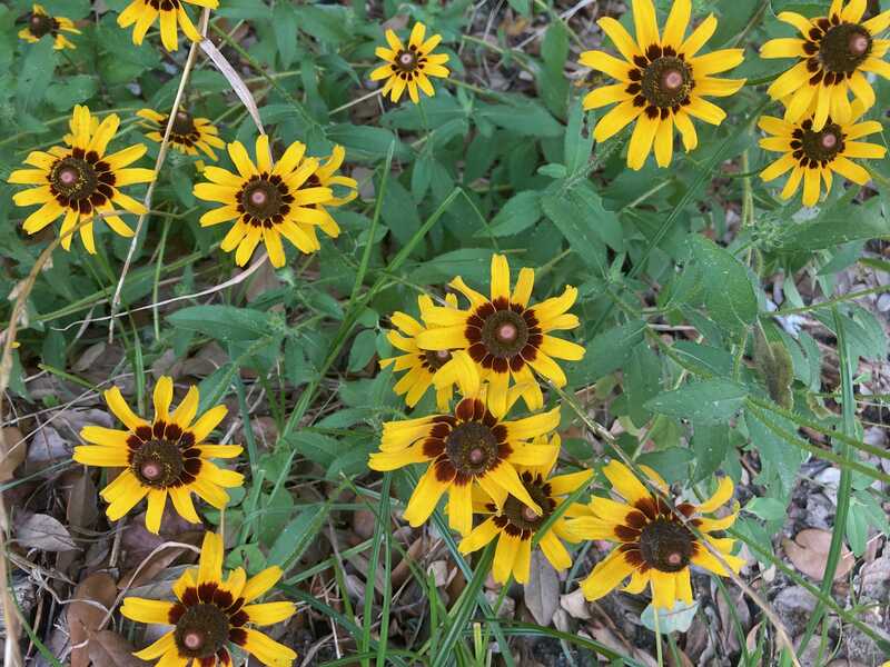 closeup image of black eyed susan in a yard
