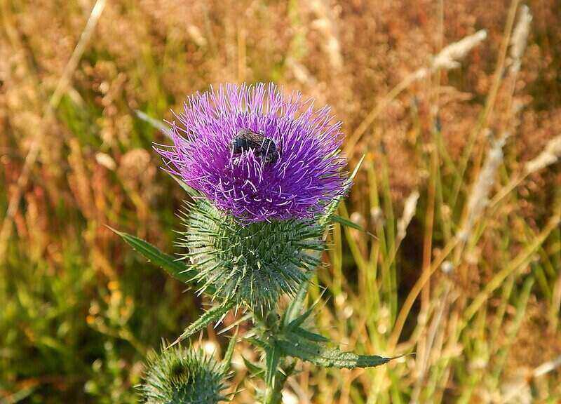 closeup of bull thistle plant