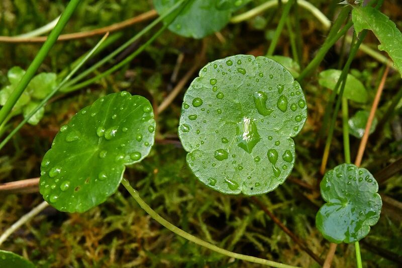 A cluster of round dollarweed leaves glistening with fresh water droplets.