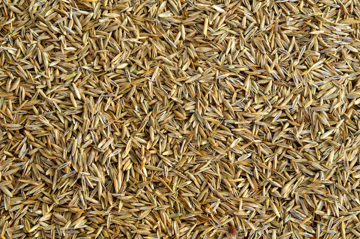 Grass seed background