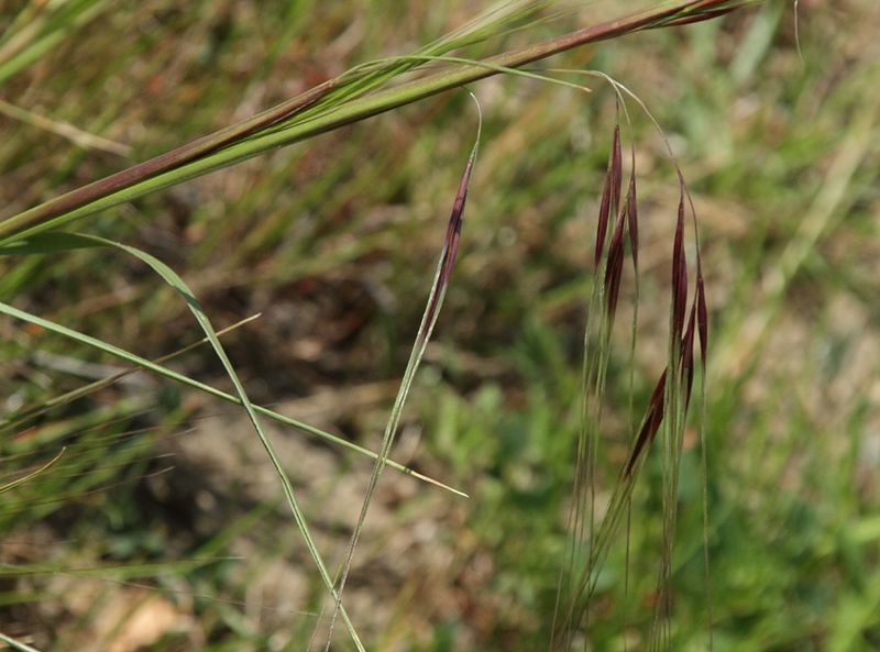 close up image of purple needlegrass
