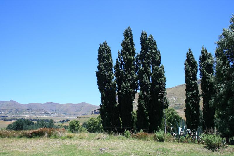 A few lombari poplars in a row
