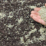 When to Plant Grass Seed in Cedar Rapids