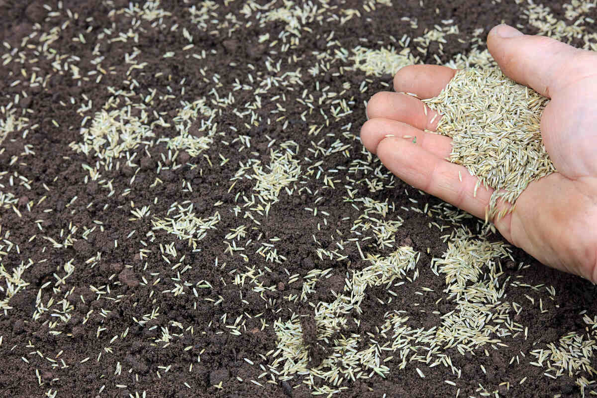 A handful of grass seed being spread on prepared soil.